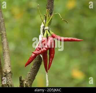 rote scharfe Chilischoten Stockfoto