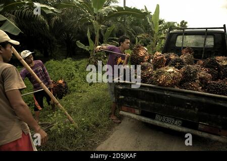 Menschen laden frisch geerntete Ölpalmenfrüchte auf einen Pick-up-Truck in der ländlichen Gegend der Provinz Bengkulu, Sumatra, Indonesien. Stockfoto