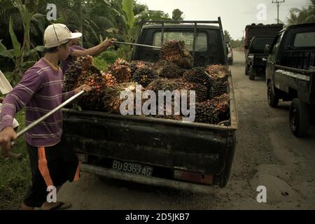 Menschen laden frisch geerntete Ölpalmenfrüchte auf einen Pick-up-Truck am Straßenrand in der Provinz Bengkulu, Sumatra, Indonesien. Stockfoto