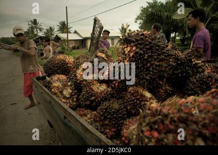 Menschen laden frisch geerntete Ölpalmenfrüchte auf einen Pick-up-Truck in der ländlichen Gegend der Provinz Bengkulu, Sumatra, Indonesien. Stockfoto