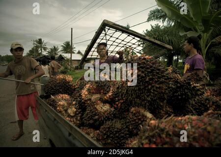 Menschen laden frisch geerntete Ölpalmenfrüchte auf einen Pick-up-Truck am Straßenrand in der Provinz Bengkulu, Sumatra, Indonesien. Stockfoto