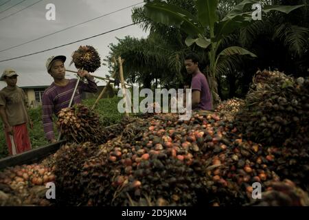 Menschen laden frisch geerntete Ölpalmenfrüchte auf einen Pick-up-Truck am Straßenrand in der Provinz Bengkulu, Sumatra, Indonesien. Stockfoto