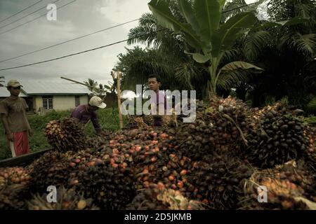 Menschen laden frisch geerntete Ölpalmenfrüchte auf einen Pick-up-Truck am Straßenrand in der Provinz Bengkulu, Sumatra, Indonesien. Stockfoto