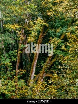 Großer Blattahorn, Redwood Creek, Redwood National- und State Parks, Kalifornien Stockfoto