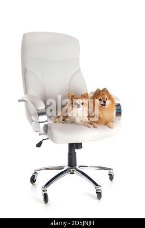 Kleine Hunde auf Stuhl vor weißem Hintergrund Stockfoto