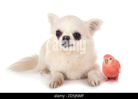 Bourke Papagei und chihuahua vor weißem Hintergrund Stockfoto