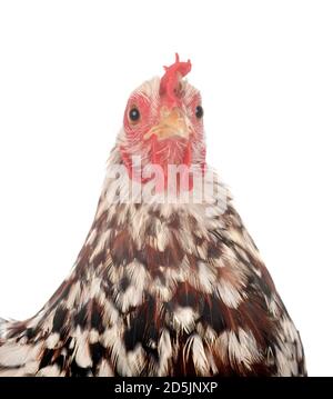 Pekin Bantam vor weißem Hintergrund Stockfoto