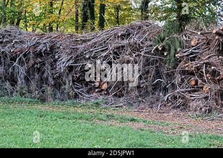 Baumstämme und Zweige unbeaufgelegt Stockfoto