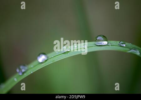 Verträumtes Bild von Wassertröpfchen auf Gras Stockfoto