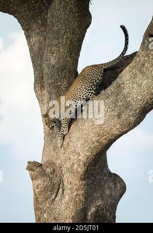 Erwachsene Leoparden, die in der Serengeti National einen großen Baum hinunterklettern Park in Tansania Stockfoto