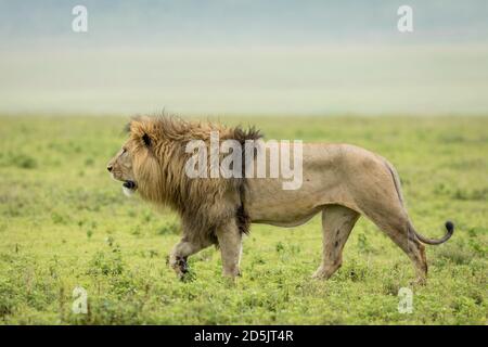 Männlicher Löwe mit einer großen Mähne, die im grünen Gras läuft In Ngorongoro Krater in Tansania Stockfoto