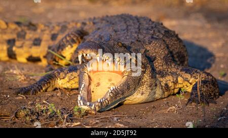 Nilkrokodil mit geöffnetem Mund und Zähnen, die bei Sonnenuntergang liegen Licht im Chobe River in Botswana Stockfoto