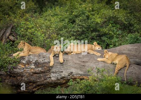 Löwenjungen liegen auf einem großen Baumstamm in grün bush in Ngorongoro Krater in Tansania Stockfoto