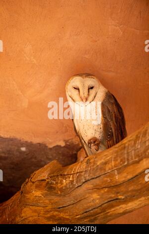 Scheune Eule oder Tyto alba Porträt auf einem Toten sitzen Baumstamm im historischen Tor im ranthambore Nationalpark oder tiger Reserve rajasthan indien Stockfoto