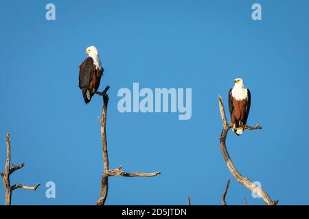 Zwei afrikanische Fischadler sitzen in einem toten Baum mit Blau Himmel im Hintergrund im Chobe River in Botswana Stockfoto