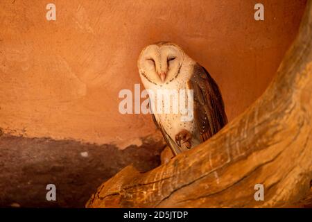 Scheune Eule oder Tyto alba Porträt auf einem Toten sitzen Baumstamm im historischen Tor im ranthambore Nationalpark oder tiger Reserve rajasthan indien Stockfoto