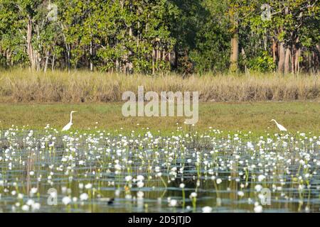 Zwei Intermediate Egrets (Ardea intermedia), die in Feuchtgebieten jenseits von Seerosen stehen, schiefe Baumlagune, Marrakesch, Northern Territory, NT, Australien Stockfoto