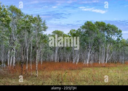 Paperbark-Bäume wachsen im Wasser im Flying Fox Swamp, Lorella Springs Wilderness Park, Northern Territory, NT, Australien Stockfoto