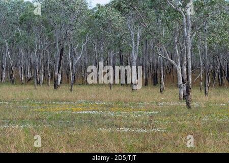 Paperbark-Bäume wachsen im Wasser im Flying Fox Swamp, Lorella Springs Wilderness Park, Northern Territory, NT, Australien Stockfoto