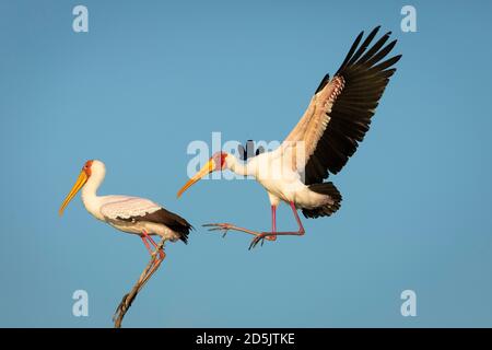 Zwei gelber Hornschnabel in Chobe River mit blau Himmel im Hintergrund in Botswana Stockfoto