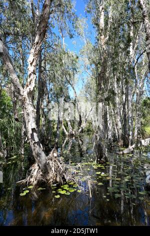 Malerische Paperbark Bäume Sumpf im Lorella Springs Wilderness Park, Northern Territory, NT, Australien Stockfoto