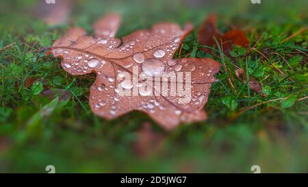 Herbstbraun Blatt in Tau Tropfen Stockfoto