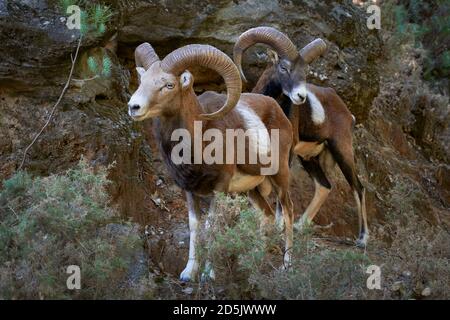 Erwachsener männlicher Mufflon (Ovis orientalis musimon) mit großem Geweih in der Paarungszeit in Ojen, Marbella. Andalusien, Spanien Stockfoto