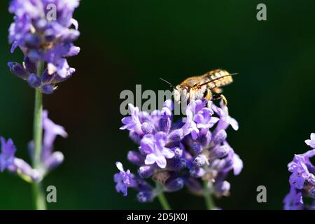 Honeybee Fütterung auf einen einzelnen Stamm von Lavendel mit einem natürlichen grünen Hintergrund Stockfoto