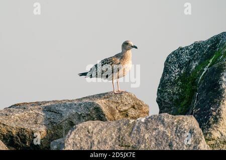 Eine Heringsmöwe auf einem Felsen, Meer im Hintergrund, am Strand von Dune, Deutschland Stockfoto