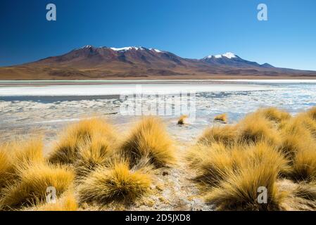 Laguna Hedionda Landschaft, Altiplano - Bolivien. Südamerika. Stockfoto