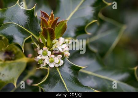 Holly Flowers; Ilex aquifolium; Großbritannien Stockfoto