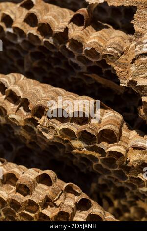 Hornisse, Vespa crabro; Detail der Nest; UK Stockfoto