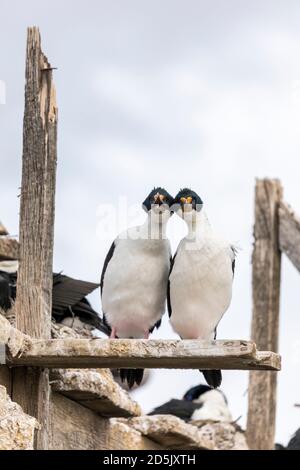 Imperial Cormorant oder Shag; Phalacrocorax atriceps; Chile Stockfoto