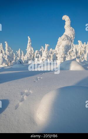 ISO Syote; Bäume im Winter; Finnland Stockfoto