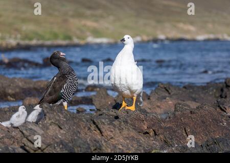 Kelp Goose; Chloephaga hybrida; Erwachsene und Küken; Falklands Stockfoto