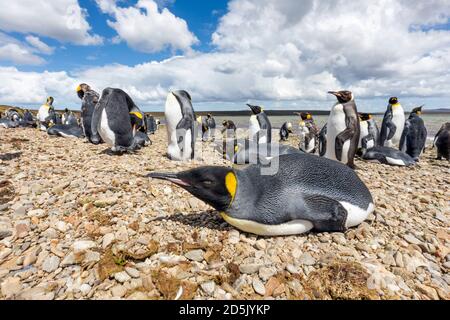 Königspinguine; Aptenodytes patagonicus; Volunteer Point; Falklands Stockfoto