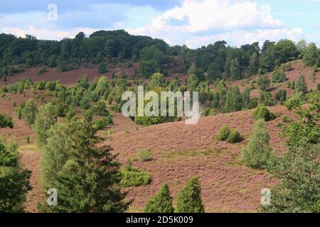 Im Naturschutzgebiet Lüneburger Heide. Ein berühmtes Reiseziel für Wanderer und Naturliebhaber. In Der Nähe Von Wilsede, Norddeutschland, Europa. Stockfoto