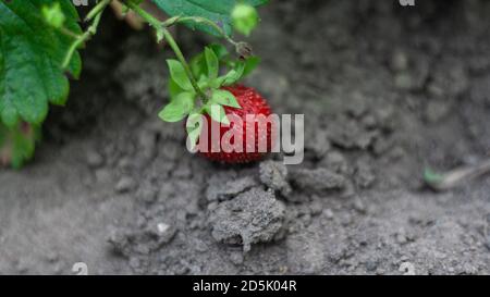 Erdbeerbusch, wo rote Beere auf dem Boden liegt. Erdbeeren im Garten anbauen, Erdbeerstrauch mit Beeren. Makro. Nahaufnahme. Reife Erdbeeren auf der Th Stockfoto