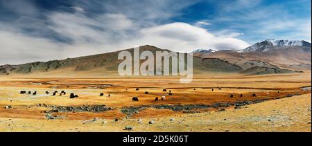 Grasende Yaks in der mongolischen Wüste Stockfoto