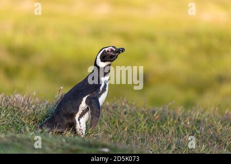 Magellanic Penguin; Spheniscus magellanicus; außerhalb Burrow; Falklands Stockfoto