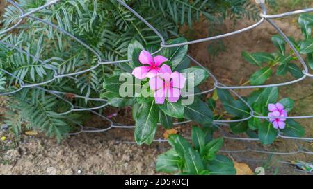 Sadabhar oder Rose periwinkle, Catharanthus roseus, allgemein bekannt als helle Augen, Cape periwinkle, Friedhof Pflanze, Madagaskar periwinkle, alte Magd, Stift Stockfoto