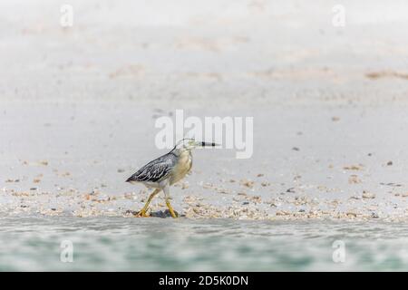 Maledivischer kleiner Reiher; Butorides striata; Malediven Stockfoto