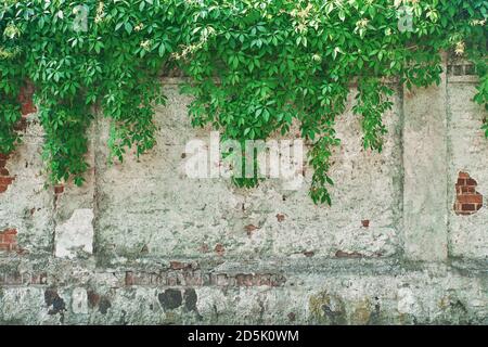 Die grüne Kriechanlage an der Wand. Hintergrund. Stockfoto