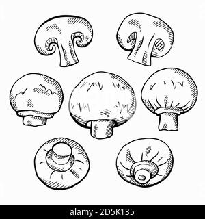 Satz von Skizze handgezeichnete Abbildung von Champignon-Pilze mit einem schlüpfenden getrennt vom Hintergrund. Gesunde natürliche Lebensmittel. Vektor rustikales Element Stock Vektor