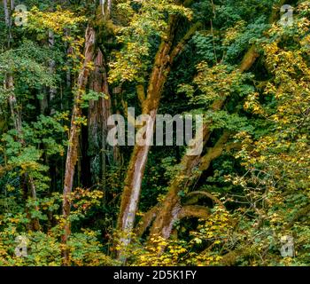 Großer Blattahorn, Redwood Creek, Redwood National- und State Parks, Kalifornien Stockfoto