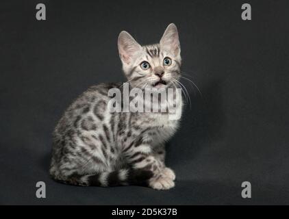 Sitzendes Porträt eines silbernen bengalkätzchens. Stockfoto