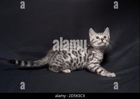 Hockende silberne bengalkätzchen. Stockfoto