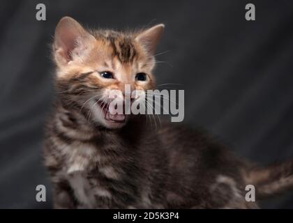 Porträt eines jungen bengalischen Kätzchens, das mäht. Stockfoto