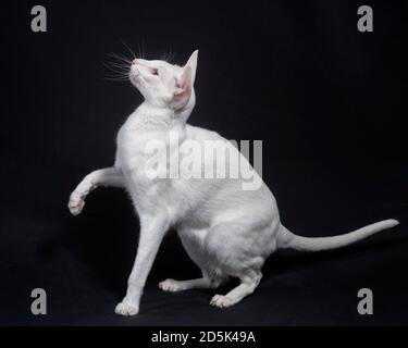 Aktive weiße orientalische Kurzhaarkatze mit der Pfote nach oben. Stockfoto