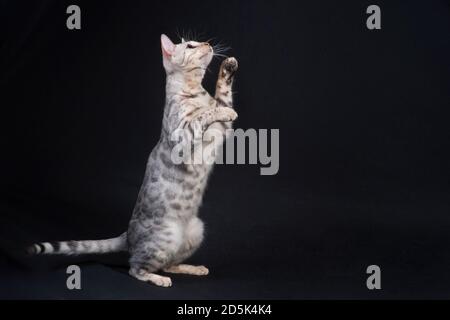 Silberne bengalkatze, die auf ihren Hinterbeinen aufsteht. Stockfoto